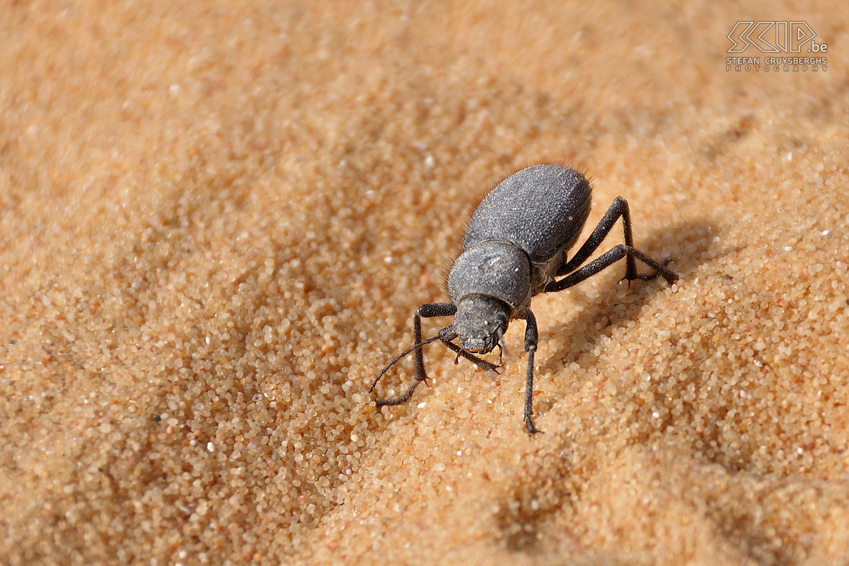 Wadi Biddendee - Beetle  Stefan Cruysberghs